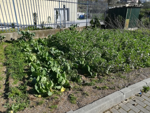 Foto da horta em meados do mês de março.